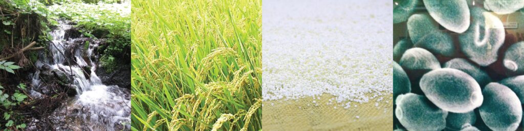 Forest stream, ripe rice field, harvested rice grains, magnified bacteria.